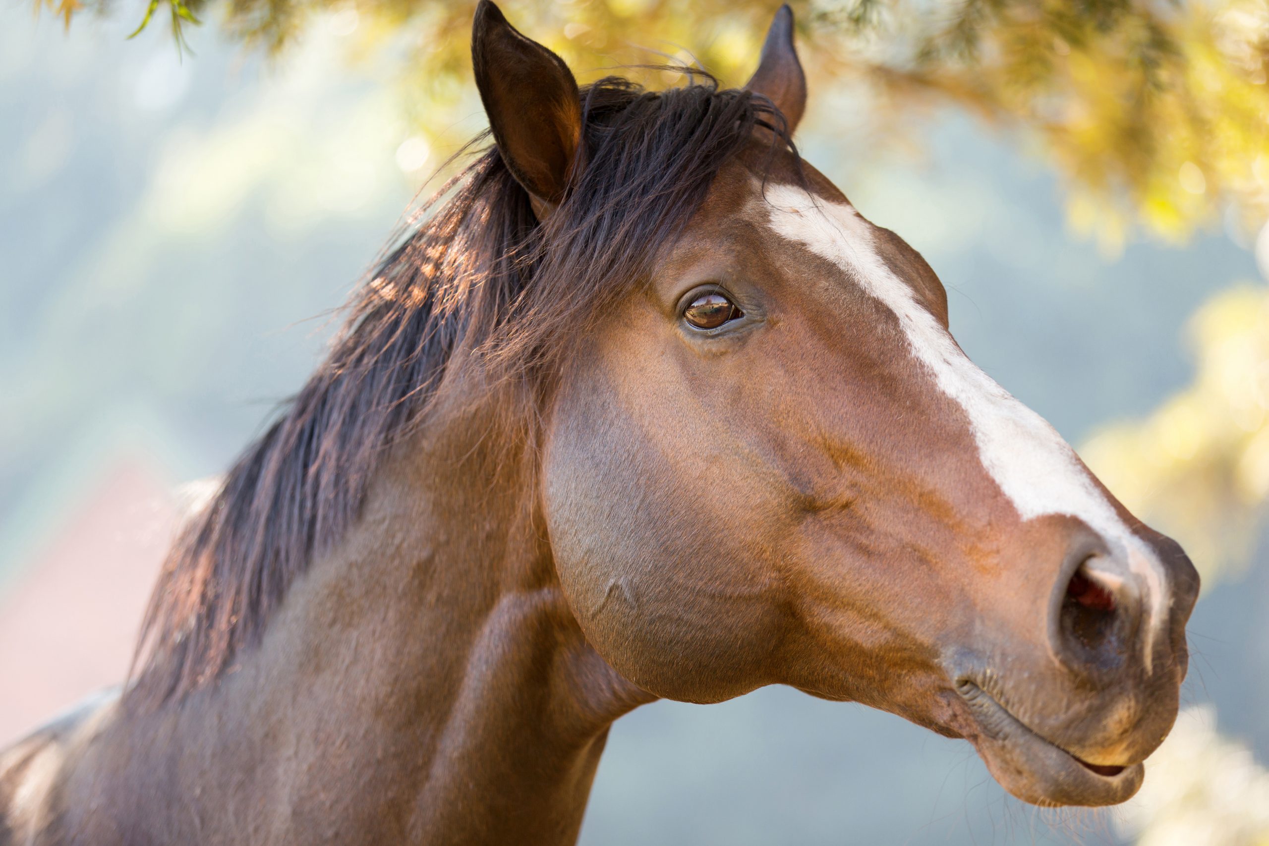 National Day of The Horse Arcola Feed