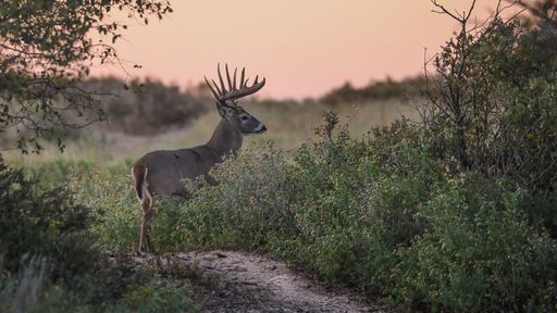 2020-2021-texas-hunting-season-dates-arcola-feed