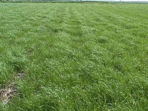 Gulf Annual Rye Grass :: Arcola Feed
