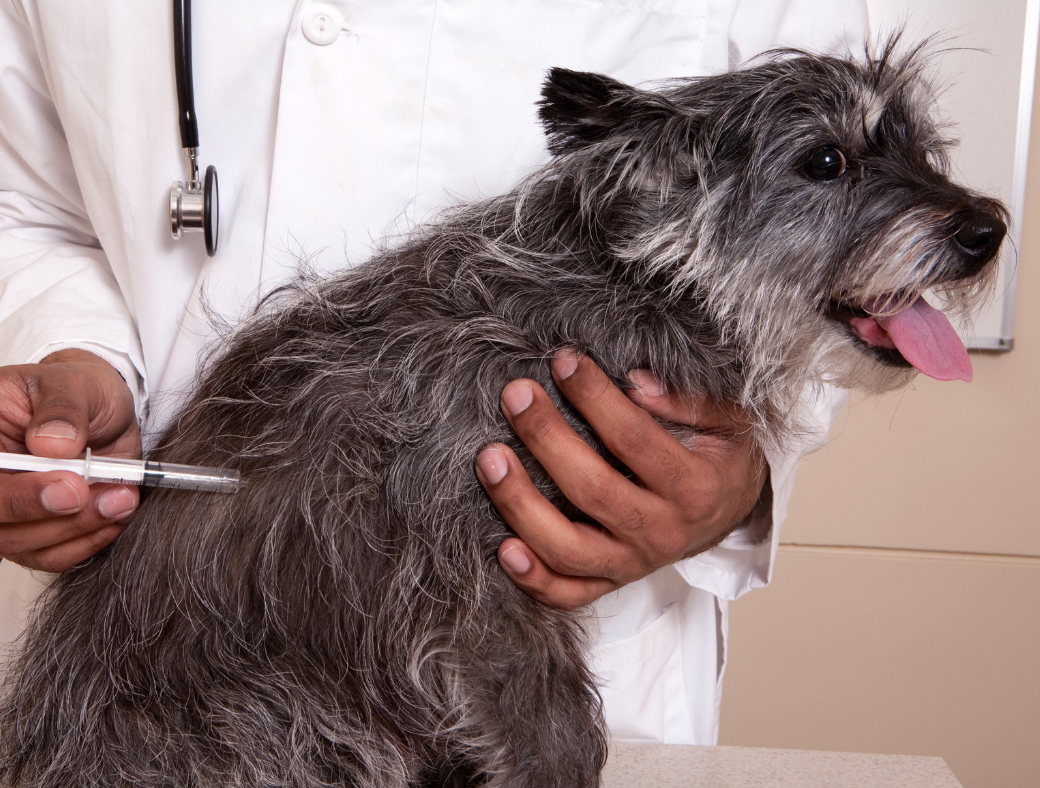 how much do dog allergy shots cost