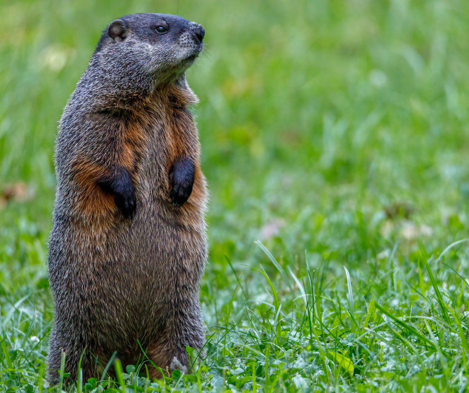 Groundhog Day and Weight Loss - Arcola Feed