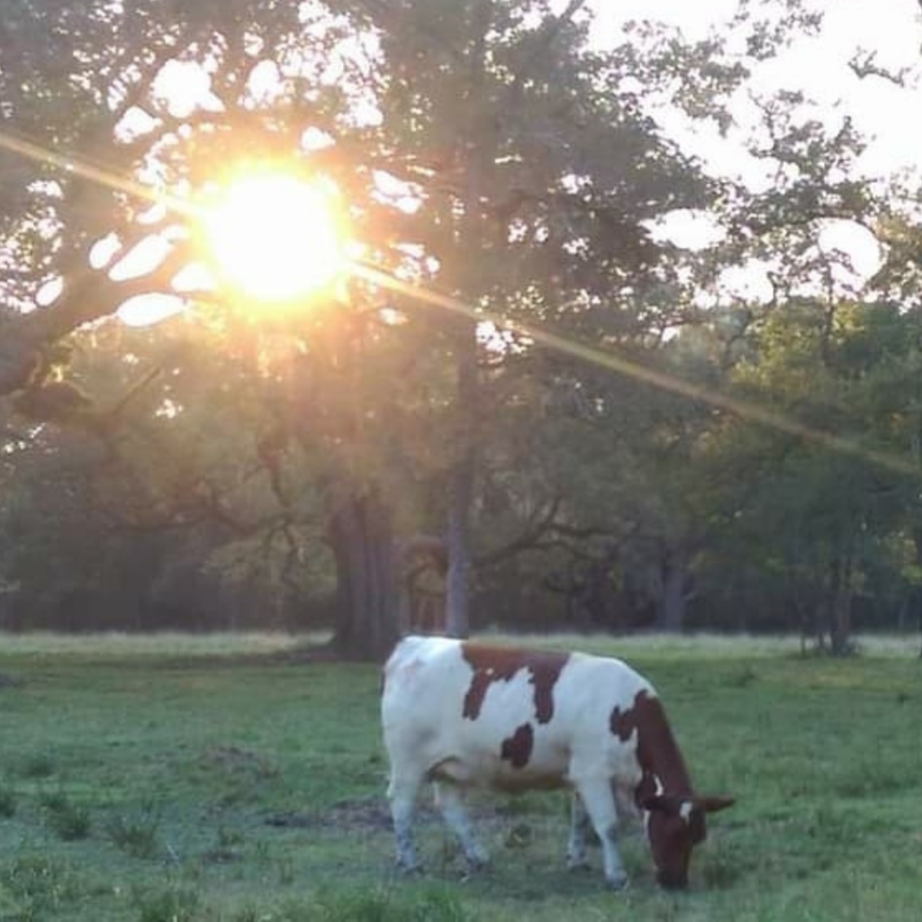 saying-goodbye-to-yee-yee-arcola-feed